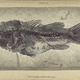 Illustration for article titled Natural History of Fishes of the Perch Family